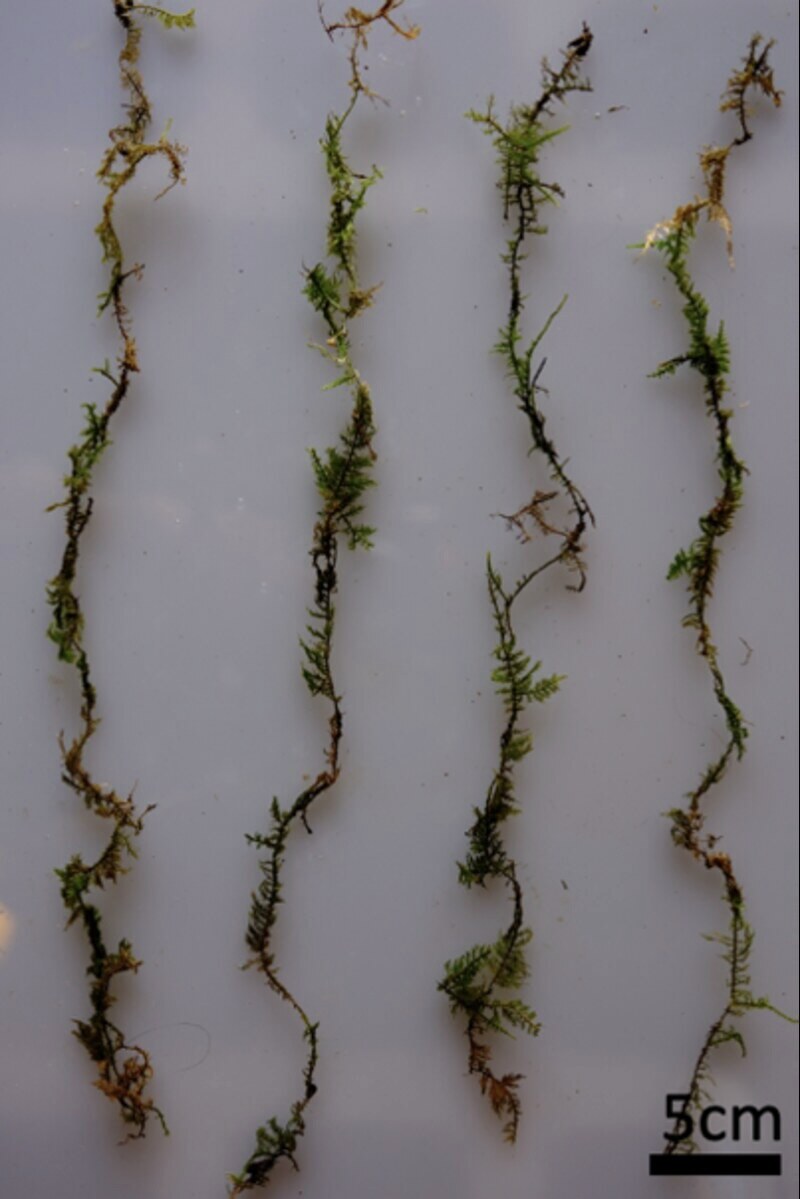 Strands of living Pleurozium schreberi moss laid out with a 5cm scale bar