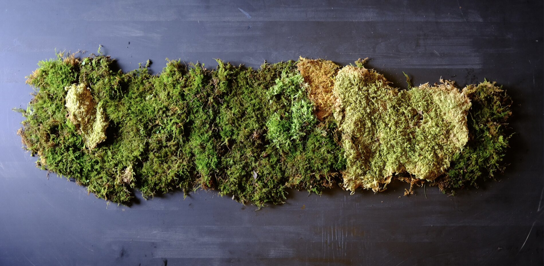 The finished woven moss cloth, roughly 60 by 190 cm, made from living moss alone, on a dark ground