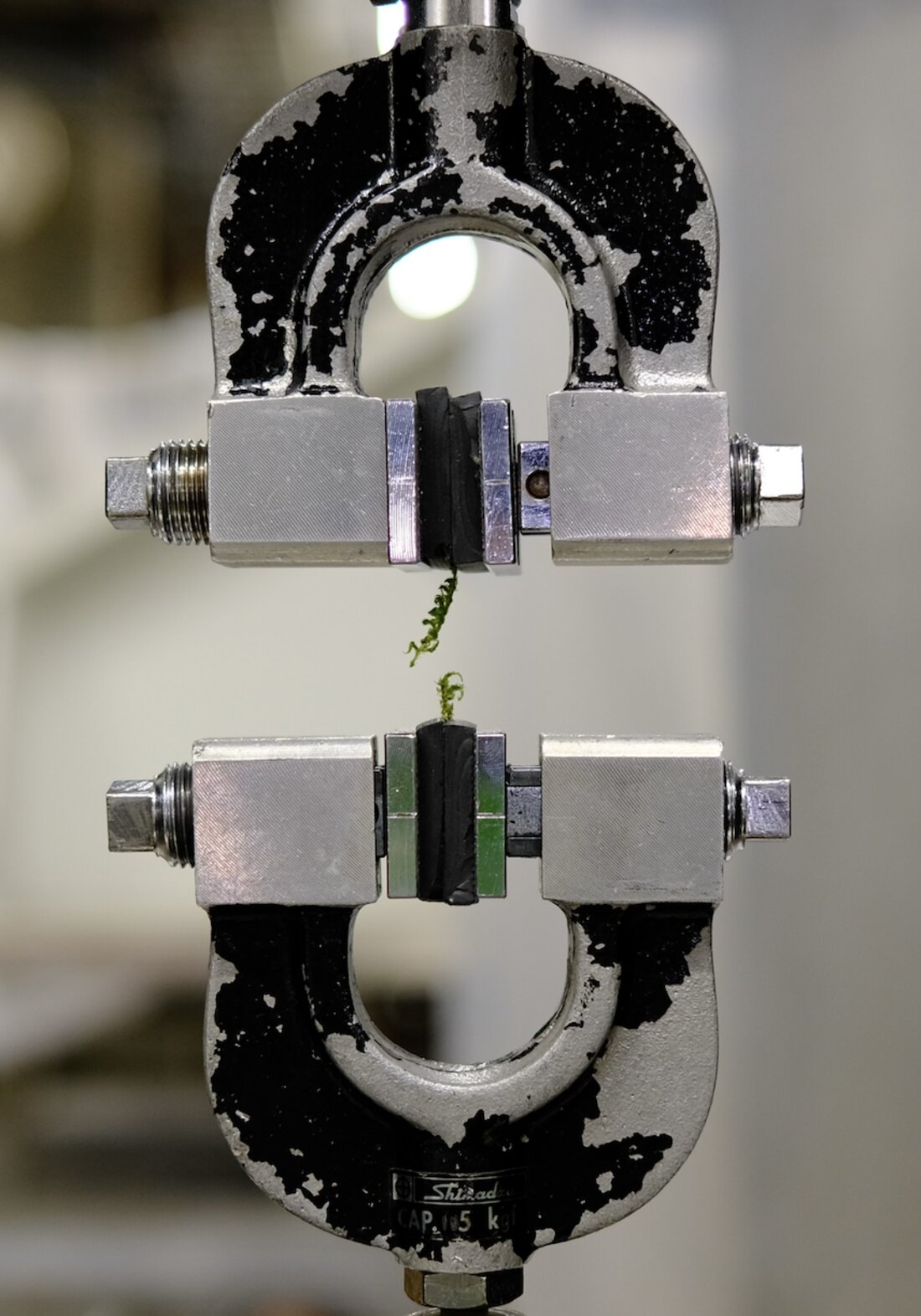 A strand of moss thread mounted in the grips of a Shimadzu universal testing machine for tensile testing
